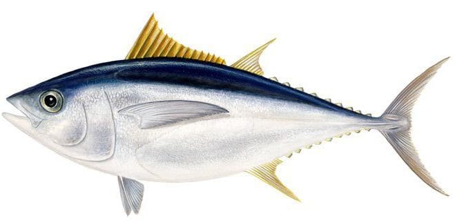 Bigeye tuna AO