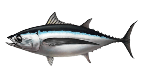 dlinnoperyj_tunej Long-fin tuna