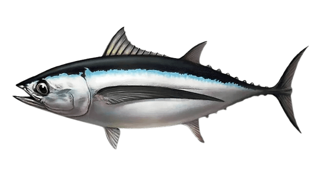 dlinnoperyj_tunej Long-fin tuna