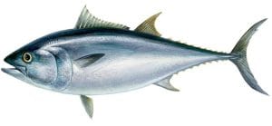 Bluefin tuna