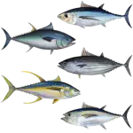 tuna_5-vidov_osnova
