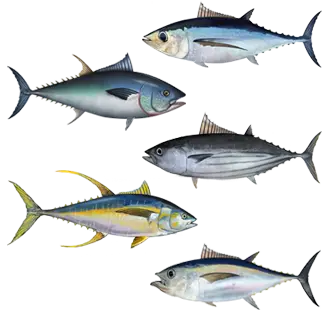 tuna_5-vidov_osnova
