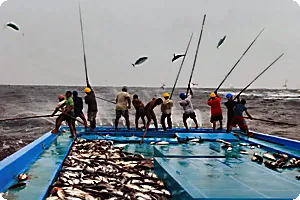 Active fishing of striped tuna on fishing rods with live bait..
