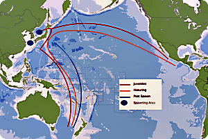 Migration pattern of common tuna