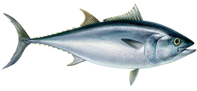 PACIFIC BLUEFIN TUNA IN THE PACIFIC OCEAN