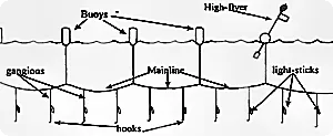 Scheme of a typical pelagic stage