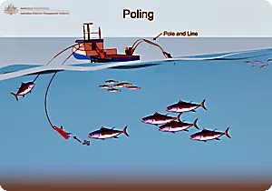 Schematic diagram of the vessel's operation when fishing with bait rods.