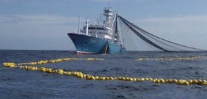 Tuna seine sampling after successful sampling.
