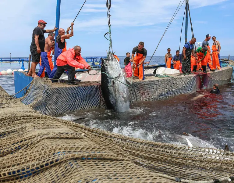 Unloading of common tuna from a stationary trap.