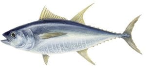 Yellowfin Tuna WCPO
