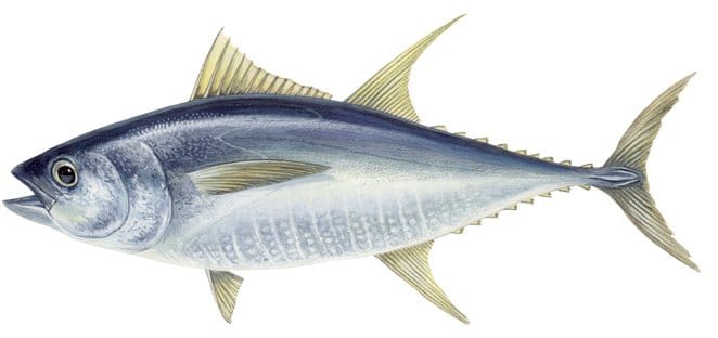 Yellowfin Tuna WCPO