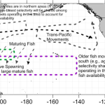 . Spatial domain (red box) of the north Pacific albacore stock (Thunnus alalunga)