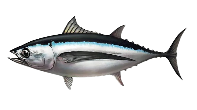 Albacore