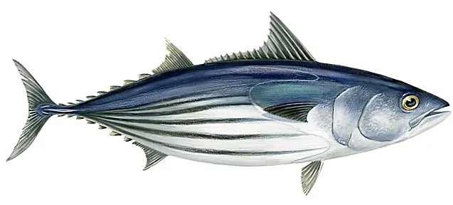 skipjack tuna.