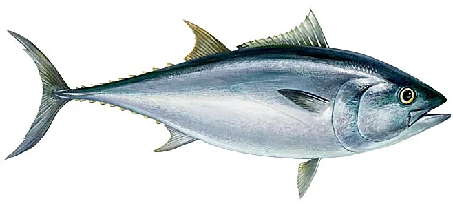 bluefin tuna