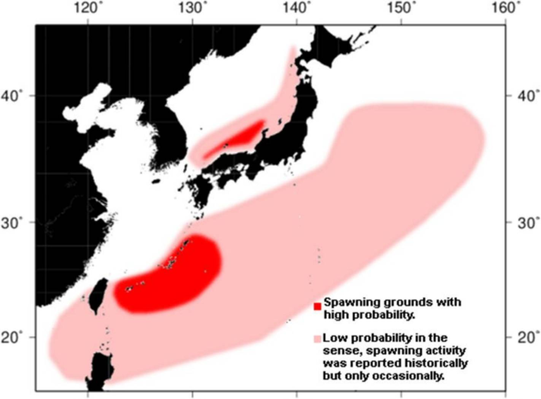 Generalized spawning grounds for Pacific bluefin tuna Thunnus orientalis