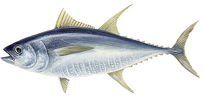 Atlantic yellowfin tuna